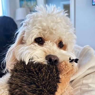 presidentproud's profile picture. #BuildTheWall #BestPresidentEver45 #KAG2020 #ClearFlynn 🇺🇸🇮🇱 I believe all people are equal-But ideologies are not