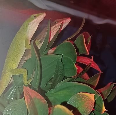 pythonlover69's profile picture. 