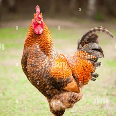 tallchicken69's profile picture. I am a chicken