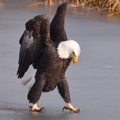 SouthernIA1's profile picture. 3X MAGA VOTER