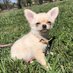 Chihuahua Funny (@chihuahua_97668) Twitter profile photo