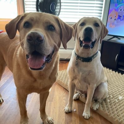 Half Golden, Half Lab, Full lover. Captain in #zshq & member of #theruffriderz
