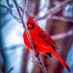 Redbird (@reditoye) Twitter profile photo Redbird (@reditoye) Twitter profile photo