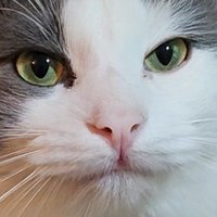Piutahayo 😈 (@piutahayo) 's Twitter Profile