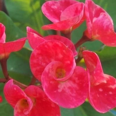 FarahKa21234718's profile picture. truth prevails! follow me at ur own risk!😀 stay civil in ur replies,wll nt tolerate any  trolls or ghalian brigade,harassers wll b blocked! YOUTHIAS STAY AWAY!