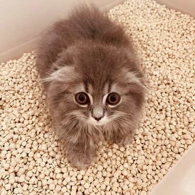 TOKYO🇯🇵JAPAN (青森出身) ____________大好物👉サイレントフォロー ____________得意技👉フォローバック_______________キャンプ🏕️猫🐈 釣り🎣バイク🏍️飯🍚______DMは❌エロ、投資、副業❌