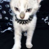 astraa (@astraapplex) 's Twitter Profile