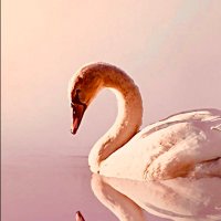 細江宏美📜🎁おいらら🪽羽生結弦選手📣します💜 🫧Innocent and honest (@creation_788) 's Twitter Profile Photo