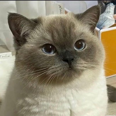 star_lingwu's profile picture. A security enthusiast who pursues freedom.