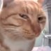 Judgemental Cat (@lemon_dictator) Twitter profile photo Judgemental Cat (@lemon_dictator) Twitter profile photo