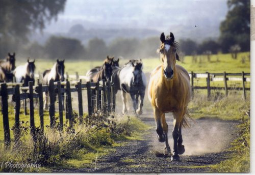 CannockChaseTrekking