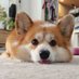 Corgi lovers community (@lovers_cor84160) Twitter profile photo