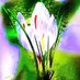 وعلى ضفاف الحروف نشدو ونبوح (@gulf5555) Twitter profile photo