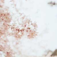 Milky🙂目指せ🌸通訳案内士 (@555_milky_guide) 's Twitter Profile