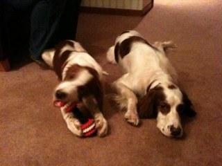 Shaven headed Celtic supporter. Married to She Who Must Be Obeyed! Murphy & Starsky, the pups!