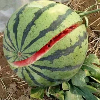 Wu6Leja's profile picture. 52.167.72纯0坐标上海。对年轻男生没有抵抗力。