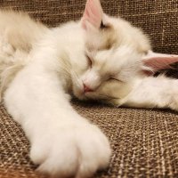 りょーたん (@00liser) 's Twitter Profile
