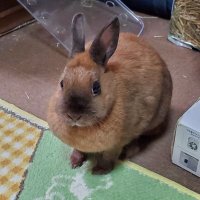 ナッツナッツ (@h88mpq) 's Twitter Profile Photo