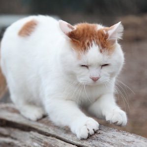 ポケカ、遊戯王、猫がすき