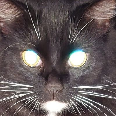 ネコのトンネルさんのプロフィール画像