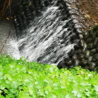 gon_windmill's profile picture. TCG play in YGO,Duel Masters,WoWTCG and anything...
遊戯王とデュエマをパパ業の合間に遊ぶデュエリスト。
パパ業の比率が高くてリアルが低浮上気味
推し声優は、榊原ゆい、茅野愛衣。
昔は、はねくり で超絶！的なニコ動に出てた者。