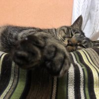 コロナ後遺症疑いムラッチ (@freestylecrypto) 's Twitter Profile