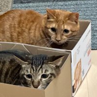 takataka (@09takataka11) 's Twitter Profile Photo