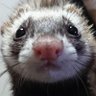 abisu0922's profile picture. こちらは告知等専用のアカウントとなりますので商品、在庫、イベントについて質問ございましたら電話か店頭にてお願い致します。 DM等でご連絡いただいても返信しておりません。営業時間 水〜金 12時〜20時(14時50分から16時まで一旦閉めております)土、日 9時から18時 月、火曜日休み(祝日の場合は翌日)