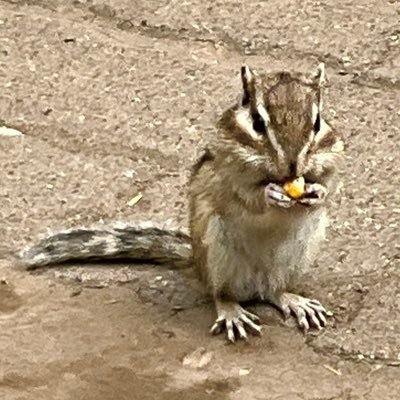 リツイート多めの🐿️です