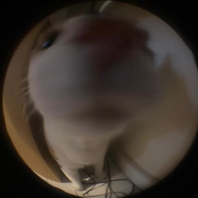 robloxaddict38's profile picture. i love roblox