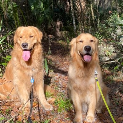 I’m a ✌🏻 yr old goofy golden that loves life and my baby golden bro Nico. We had a golden sister Flora🌈