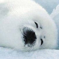 lulu's cornershop (@pixisippy) 's Twitter Profile