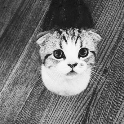 longlivebenjib's profile picture. Guess I’ll just stumble on home to my cats… 💁🏼‍♀️😻| #seniorswiftie | august head 🎸| Satellite Williams x1