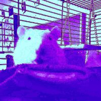 💜 Violet Spuds 💜 (@violet__ultra) 's Twitter Profile Photo