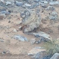 خالد (@pants2311g) 's Twitter Profile