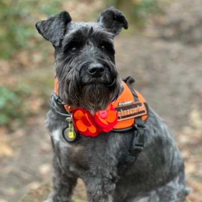 Bella and Mabel have sadly both passed but we honour their memory always and Alfie continues to support Schnauzerfest to help others just like them