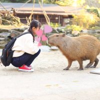 末広にこる𓍯熊本RAO (@rao_nikoru) 's Twitter Profile