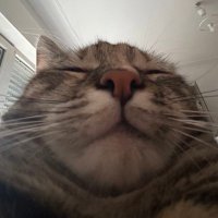 nola ❤️ ginger (@noladekat) 's Twitter Profile Photo nola ❤️ ginger (@noladekat) 's Twitter Profile Photo