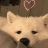 Gia Tieu (@giatieu71507) 's Twitter Profile