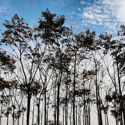 Kirtan100's profile picture. 