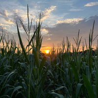 Will Cox (@nc_farmer) 's Twitter Profile