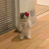 May (@maygatito_) 's Twitter Profile Photo May (@maygatito_) 's Twitter Profile Photo