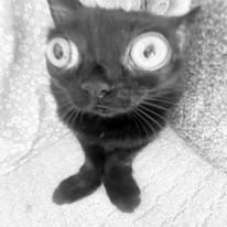 nosoychiaraa's profile picture. hablo pelotudeces | taylor swift