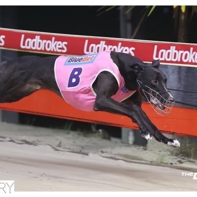 Greyhound Owner - Hurricane’s Fury. Keen golfer and punter