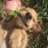 cuddlyzn's profile image