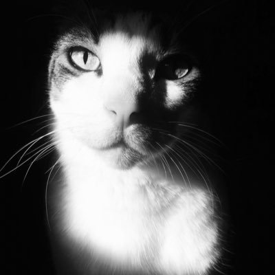 samwise04's profile picture. All that glitters is not gold, Not all those who wander are lost~ J.R.R. Tolkien