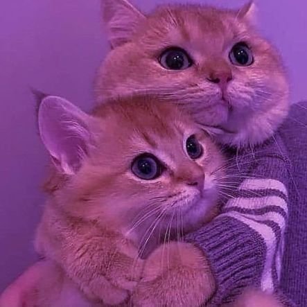 RAFsaky's profile picture. Gajadi akun dump art, aku Thaienthu-ing aja