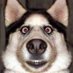 Barkley (@sny22864) Twitter profile photo Barkley (@sny22864) Twitter profile photo