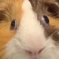 Meowmeow (@secretmelo1) 's Twitter Profile