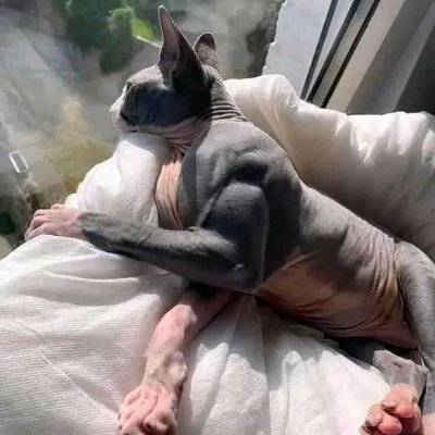 CatAsphyxiant's profile picture. Spending my day, rotting away.

All posts are fictional and not representative of anyone’s opinion.